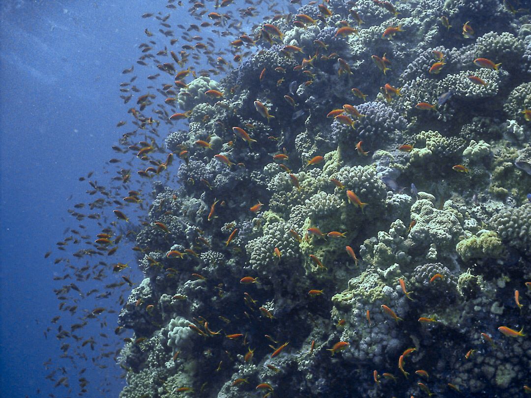 #Tauchen #Ägypten #RotesMeer #rumpelkammer #rumpelkammerpics