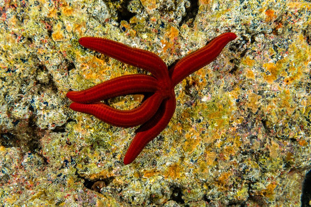 #Seestern #Madeira #Atlantik #MantaDiving #rumpelkammer #rumpelkammerpics