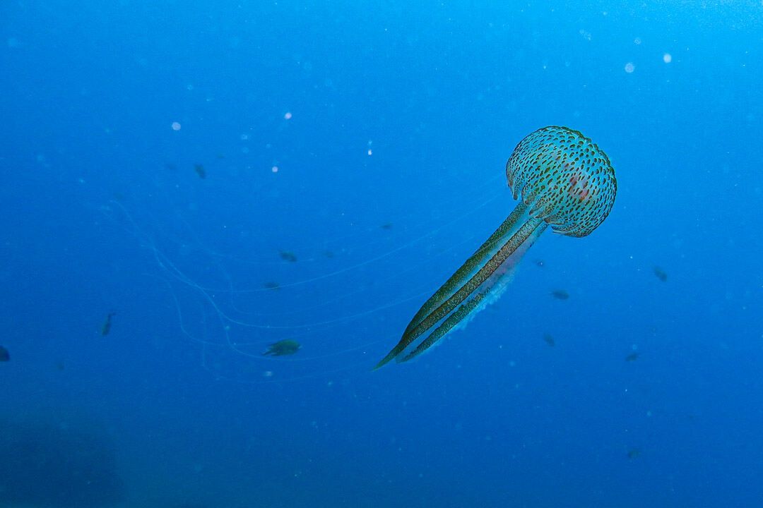 #Qualle #Madeita #Tauchen #Atlantik #MantaDiving #rumpelkammer #rumpelkammerpics