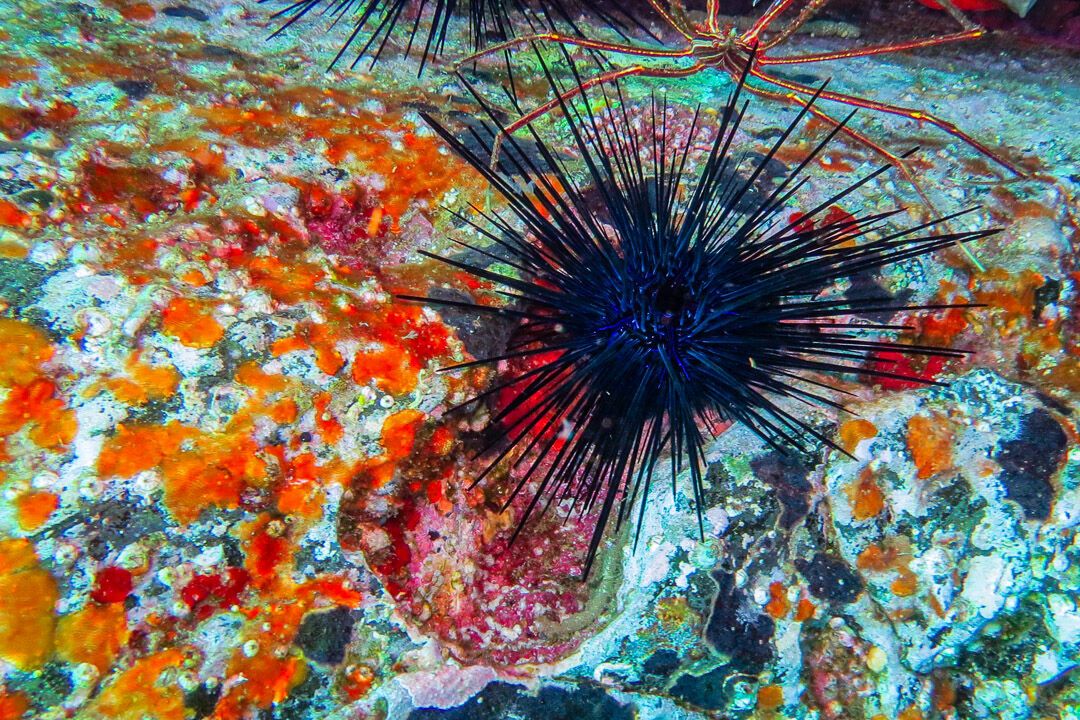 #Seeigel #Madeira #Atlantik #MantaDiving #rumpelkammer #rumpelkammerpics