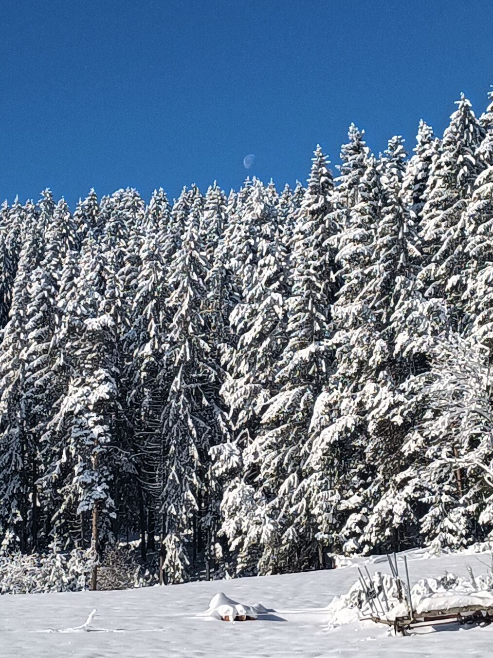 DE: Mond über schneebedeckten Tannen am blauen und sonnigen Himmel
EN: Moon over snow-covered fir trees in blue and sunny sky