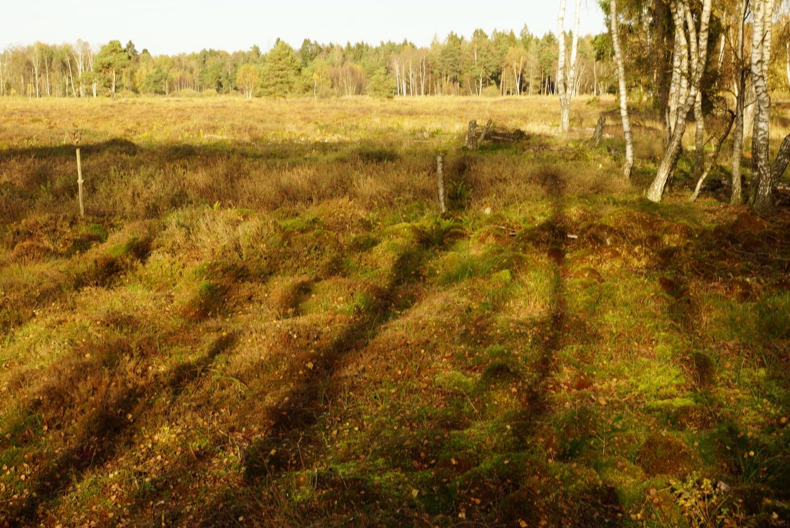 Mooslandschaft in der 