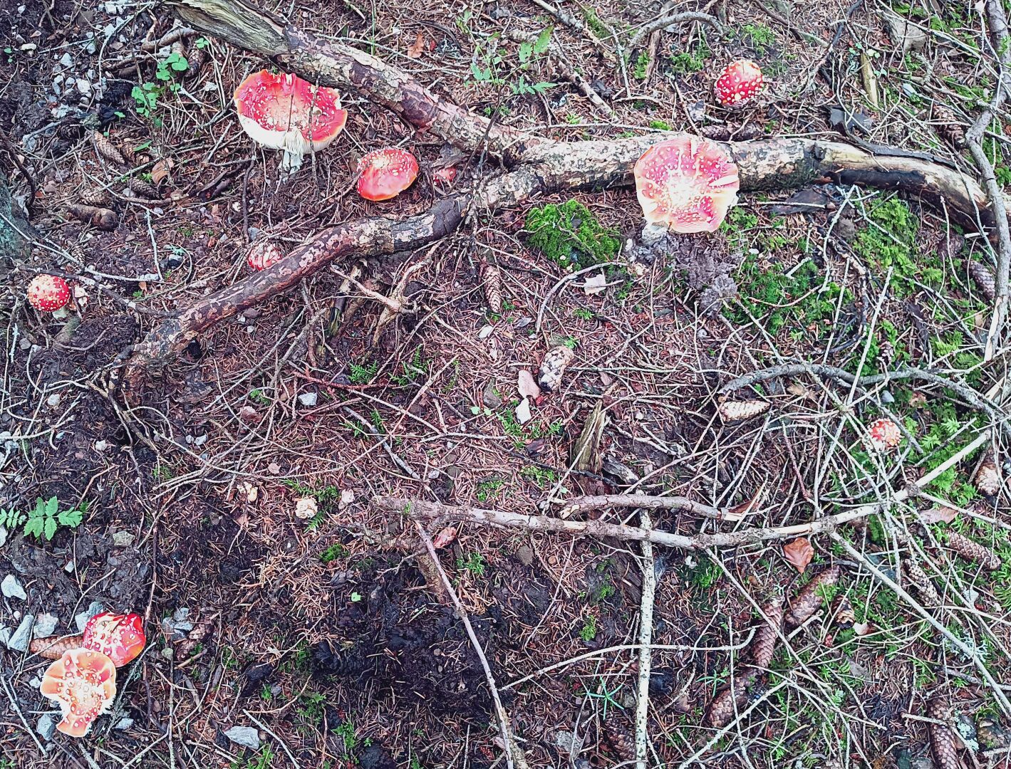 Ansammlung von Fliegenpilzen im Wald. Dabei sind einige auch angefressen (vermutlich von kleinen Nagern oder gar Rotwild).
Siehe auch
https://de.wikipedia.org/wiki/Fliegenpilz#Der_Fliegenpilz_als_Rauschmittel